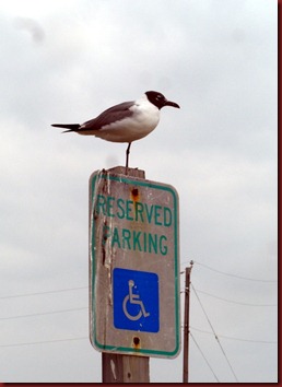 So. Padre Island-Port Isabel (17)