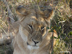 Masai Mara