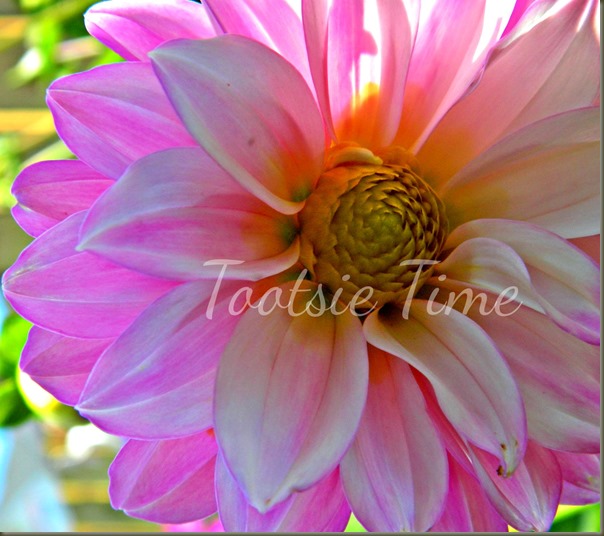 BeFunky_020.jpg BeFunky_020.jpg
