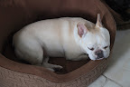 See what I mean about Sharkey?  There she is, sleeping again!