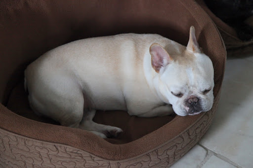 See what I mean about Sharkey?  There she is, sleeping again!