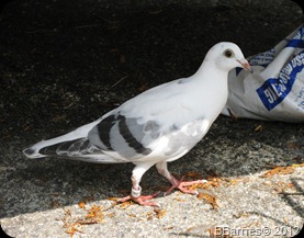 Found - Racing/Homing White Pigeon in NJ - Help! IMG_4474_thumb%25255B1%25255D