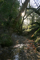 Bushwhack 4.JPG Photo