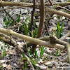 Rezerwat "Śnieżycowy Jar" dsc07037.jpg