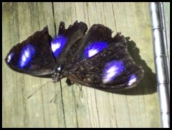 Australia, Kuranda Butterfly Park (23)