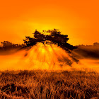 Burning Bush in Belgium