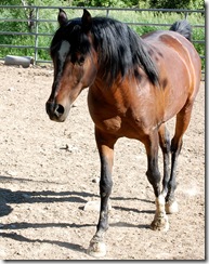 horses2011-29