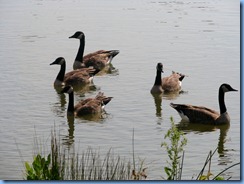 4063 Indiana - Fort Wayne, IN - Best Western Luxbury Inn - in front of hotel - Canada geese