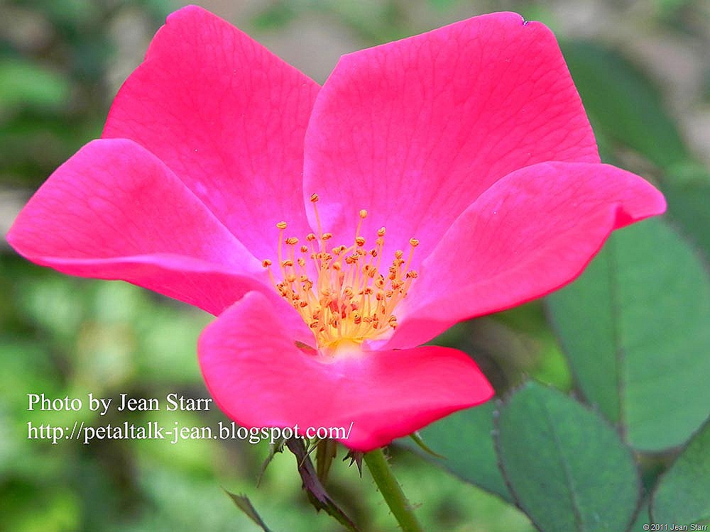 [Rosa%2520Pink%2520Home%2520Run%2520PW%2520blog%2520copy%255B8%255D.jpg]