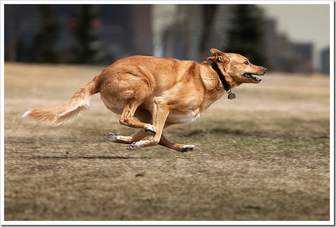 Cachorro pode correr muito rápido