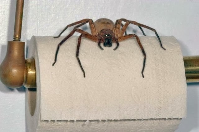 [australia-scary-spiders-005%255B2%255D.jpg]