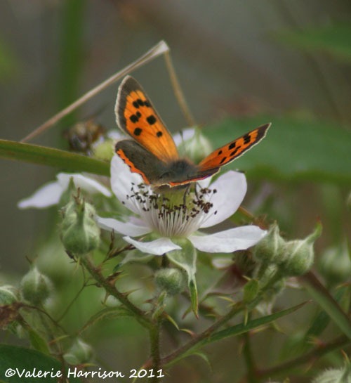 [small-copper%255B2%255D.jpg]
