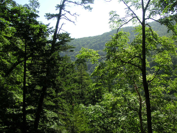 La taïga oussourienne (700 m), 6 km au sud d'Anisimovka, 19 juillet 2010. Photo : J. Michel