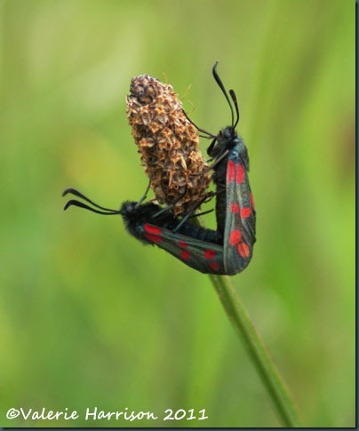 six-spot-burnets six-spot-burnets