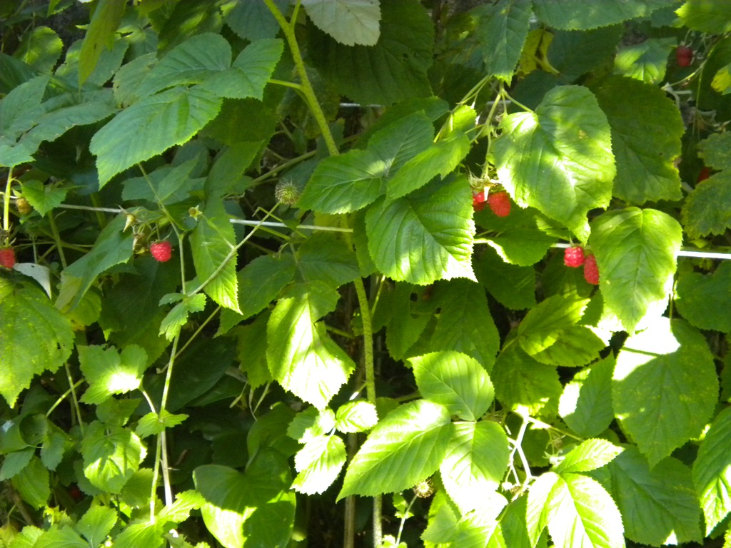 [DSCN15614.jpg&description=Raspberry Picking with I Nonni')]