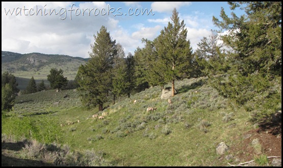 IMG_1756Bighorn Sheep