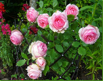 Rosa First Lady Rosa First Lady