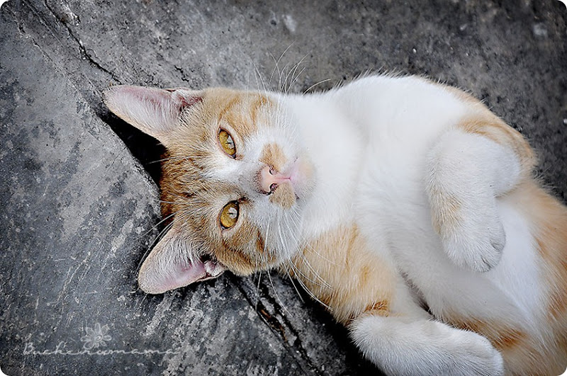 Cat Cat