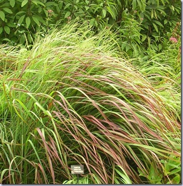 panicum-virgatum-rehbraun-81206-1 panicum-virgatum-rehbraun-81206-1