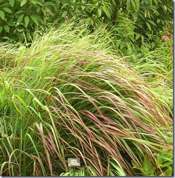 panicum-virgatum-rehbraun-81206-1