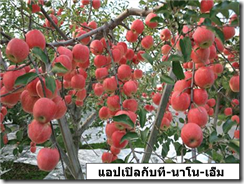 แอปเปิ้ลกับ T.NANO ที่จีน