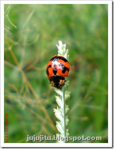 Kumbang Koksi ‘Transverse Ladybird’ (Coccinella transversalis) 02