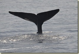 tail
