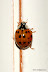 Natura :: Follow the line
