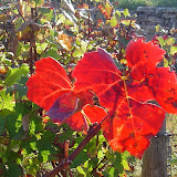 Vignes en septembre