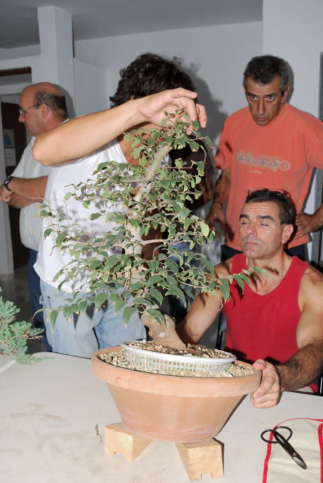 Celtis australis, Almez de Sergio.