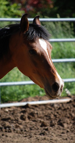 [horses2011112.jpg]