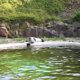 11.04.2011 Neunkircher Zoo andere Perspektive