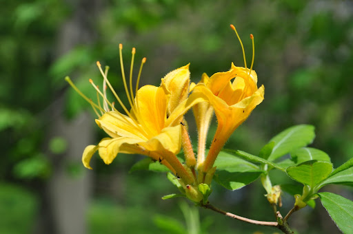 Yellow Rhododendron
