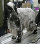 English Cocker Spaniel