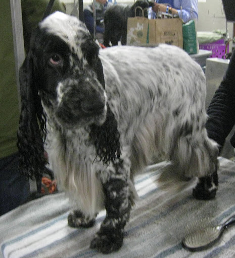 English Cocker Spaniel