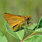 Delaware Skipper