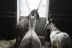 And sure enough!  The donks are in their stall.  Let's go outside again and talk to them from there.  We'll have more room and it will be less noisy since the horse vacuum is running.