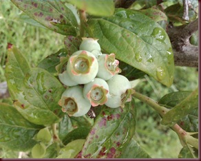 bluberries