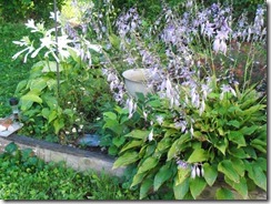 Hostas2 Hostas2