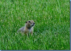 0806 Alberta Calgary - ground squirrel in field beside our hotel