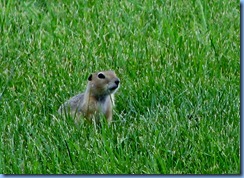 0806 Alberta Calgary - ground squirrel in field beside our hotel 0806 Alberta Calgary - ground squirrel in field beside our hotel