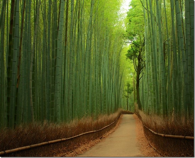 bamboo-forest bamboo-forest