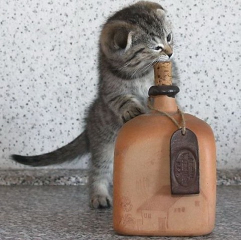 [Can-cat-drink-alcohol-02%255B2%255D.jpg]