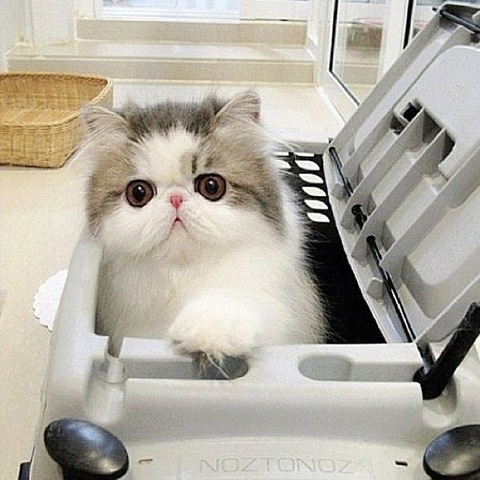 [hope-cat-instagram-14%255B2%255D.jpg]