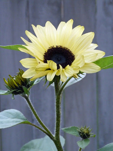 Duneflower