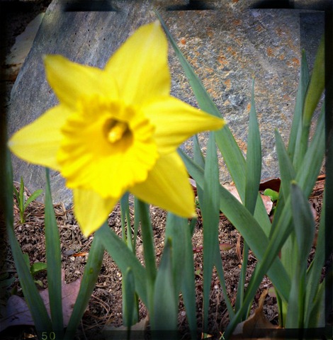 [daffodil_edit14.jpg]