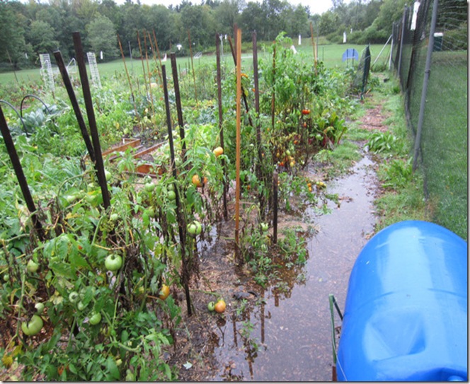 Flooded garden from Irene