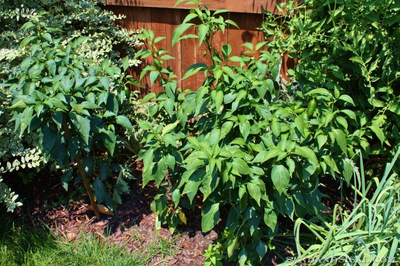 [jalapeno%2520bushes%2520%2528800x533%2529%255B7%255D.jpg]