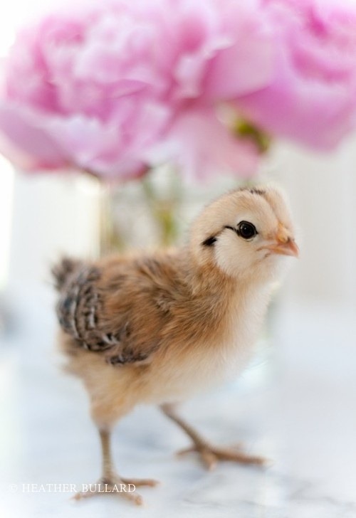 [mmeaster16%255B4%255D.jpg]