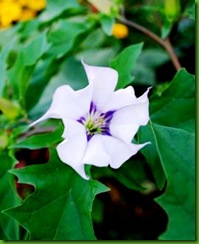 Datura talula